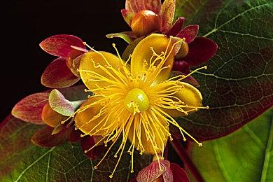 宫崎英高最爱《艾尔登法环》Boss拉塔恩 受老滚巫师3等启发